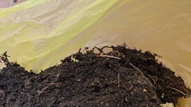 Мои цветы готовятся в дорогу.  #216 смотреть онлайн