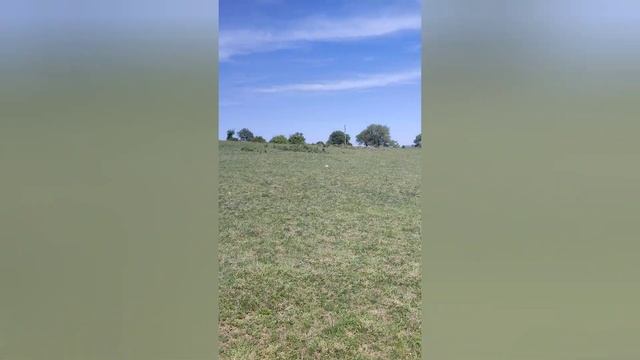 Соларен парк на подставена фирма на ДПС ново начало (К? смотреть онлайн