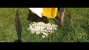 В КАКОМ ВОЗРАСТЕ ЦЫПЛЯТ МОЖНО ВЫПУСКАТЬ НА УЛИЦУ ? 9.07