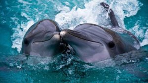 Пение Дельфинов