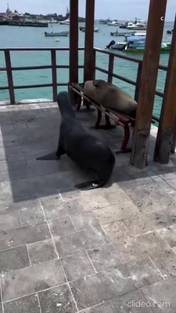 🦭 Галапагос