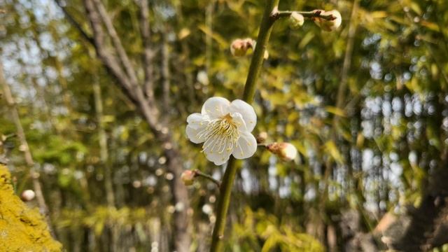 아름다운 봄날의 벚꽃/Цветущая вишня красивой весны(2025년 3월2 смотреть онлайн