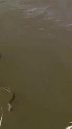 В водоёме Владимирской области плыла неизвестная змея