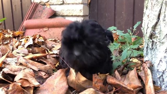 Девица-красавица русская цветная болонка смотреть онлайн