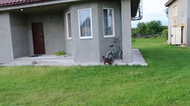 Грибы на моем участке сами себе сформировали КРУГ смотреть онлайн