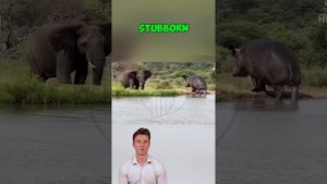 r9IzJmypRbo - ＊＊Clash of Giants： Elephant vs. Hippopotamus＊＊ #shorts #animals #wildliferescue