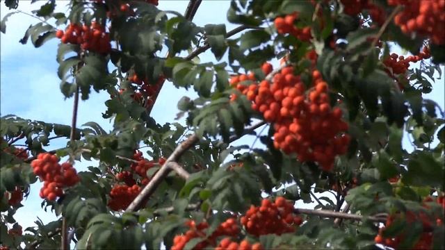 АВГУСТ 2024 Relax смотреть онлайн