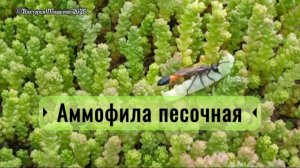Аммофила песочная, или пескорой, роющая оса, тащит в нору гусеницу