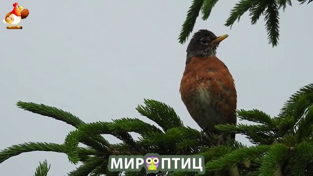 Мир птиц – красота и грация пернатых созданий Природы 🦩🦚🦜 Выпуск (205) 🦉🐦🐤