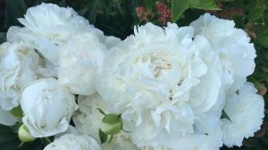 пион Соланж