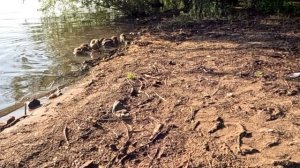 поклёвывал небольшой подлещик и Язь