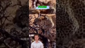 wfCEfVkCq4o - ＊＊＂The Queen’s Roar： A Mother's Unyielding Protection＂＊＊   #shorts #animals #wildlife