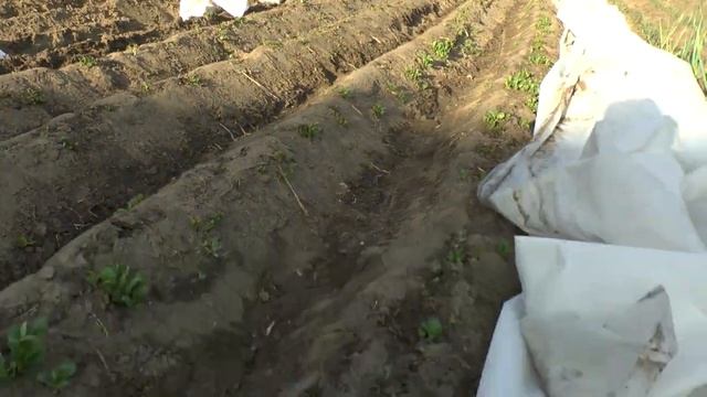 Продолжение операции картофель 29 марта. Тестирую новы