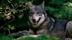 "Твой взгляд", Kalvados.mp4