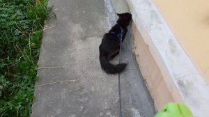 Мишка на прогулке, жара.