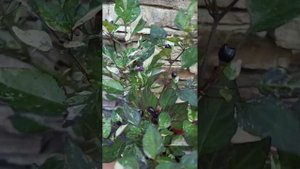 Производный из Пурпурного Тигра острый перец. Полосат