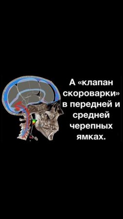 Что лучше? Инсульт или ринит, очевидный факт #ринит #инсульт #стоматология #спб #shorts