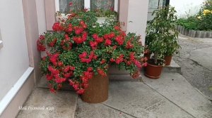 Роза Руж Мейяндекор (Rouge Meillandecor) Красота и Устойчивость.