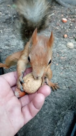 Обменялись с белкой орешками