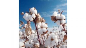 Хлопчатник