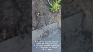 Лаванда на начало июня