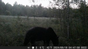 медведь