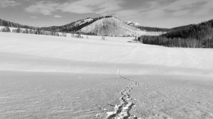 Зима в черно-белых фотографиях. Хакасия 2025г.