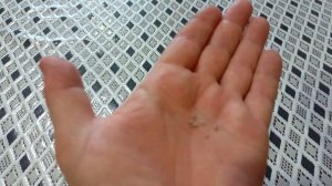 Супер новый томат Черничный шербет 15.03.25 #город61 #черни