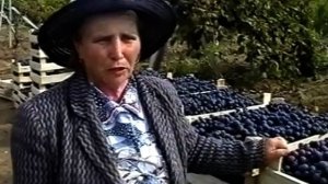 2003  уборка Молдовы в "Золотой балке"