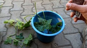 Мой опыт укоренения огурцов черенками, размножение ог
