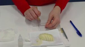 Видео приготовление микропрепарата кожицы лука