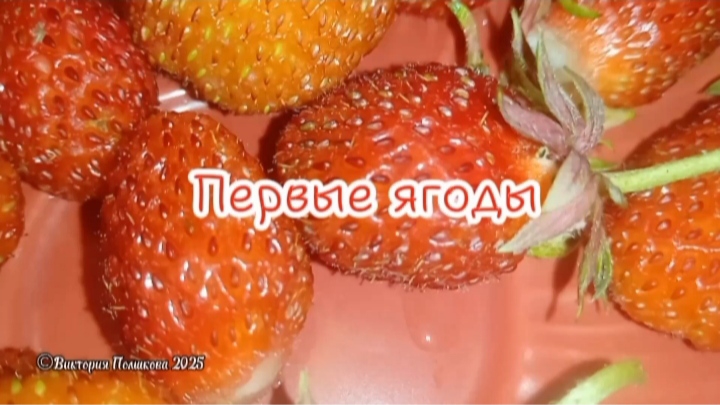 Первые ягоды