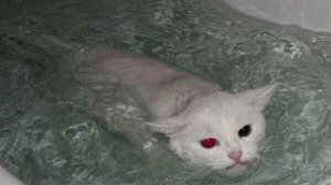 агась, не знаю что это)
