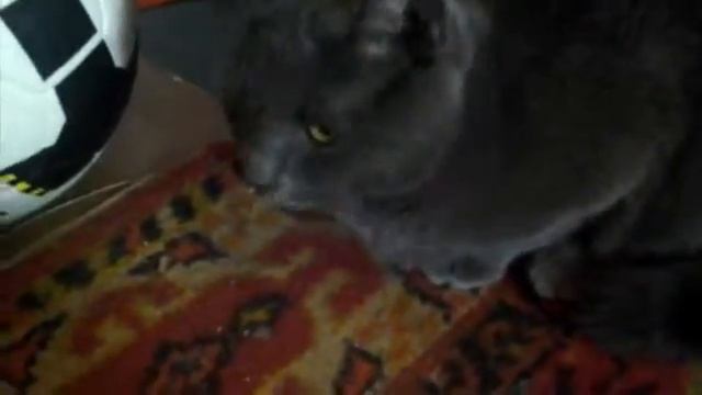 10 фактов обо мне | Плюшка show смотреть онлайн