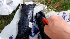 ПОСАДКА РОЗ