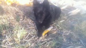 Собака ест кукурузу