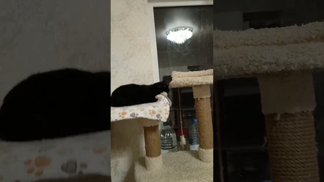 Моя большая дружная семья смотреть онлайн