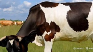 Корова ест морковь