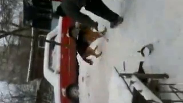 зубная паста для собак "бленди" смотреть онлайн