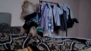 Овчарка злая собака