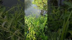 Зачем караси и окунь на ручье