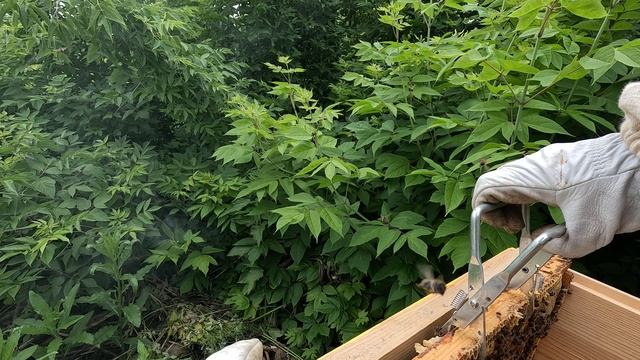 2025-06-12 Пчёлы. Карника - поздно создаю отводки - 2 из 3