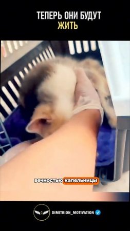 Теперь они будут жить! | Спасли кошку с котятами #добро