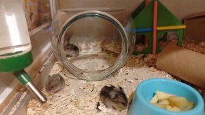 Малыши купаются