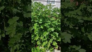 Картошка Сарпо мира.Как мы выращиваем.