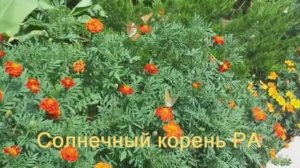 Мария Заболоцкая - Солнечный корень РА