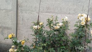 🇸🇮 С ДНЕМ  РОССИИ!!!🇷🇺