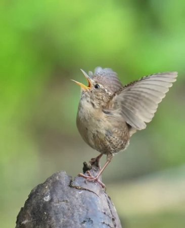 Звонкие птички ещё и танцуют🐦🦉