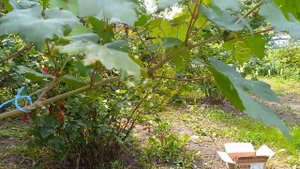 Виноград ,,Белая красавица,, первая гроздь.Июль 2023 г.