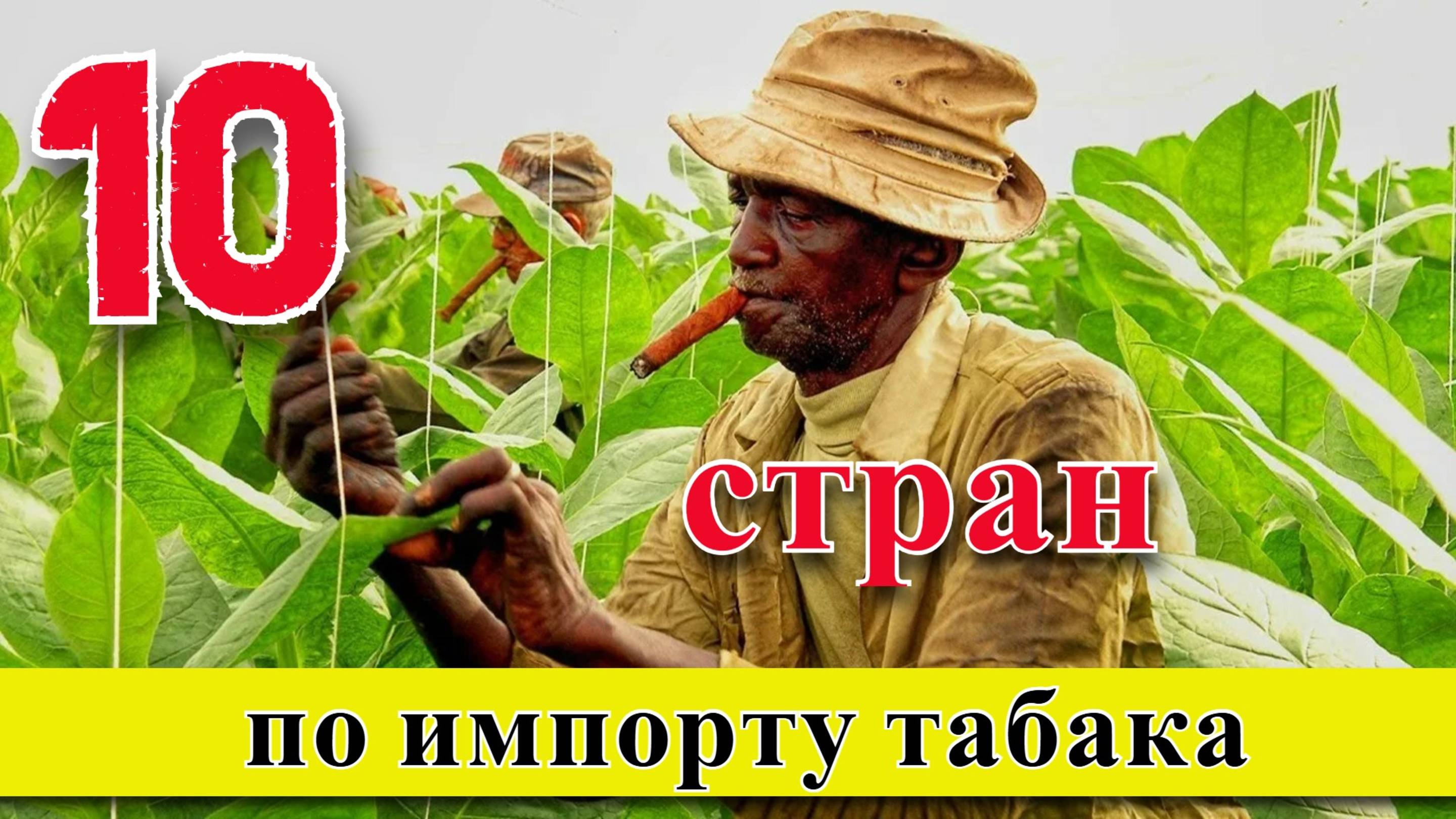 Импорт табака: ТОП 10 стран мира по импорту табака (1961–2023)